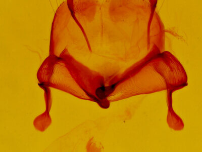 genitalia view of adult Litodonta contrasta