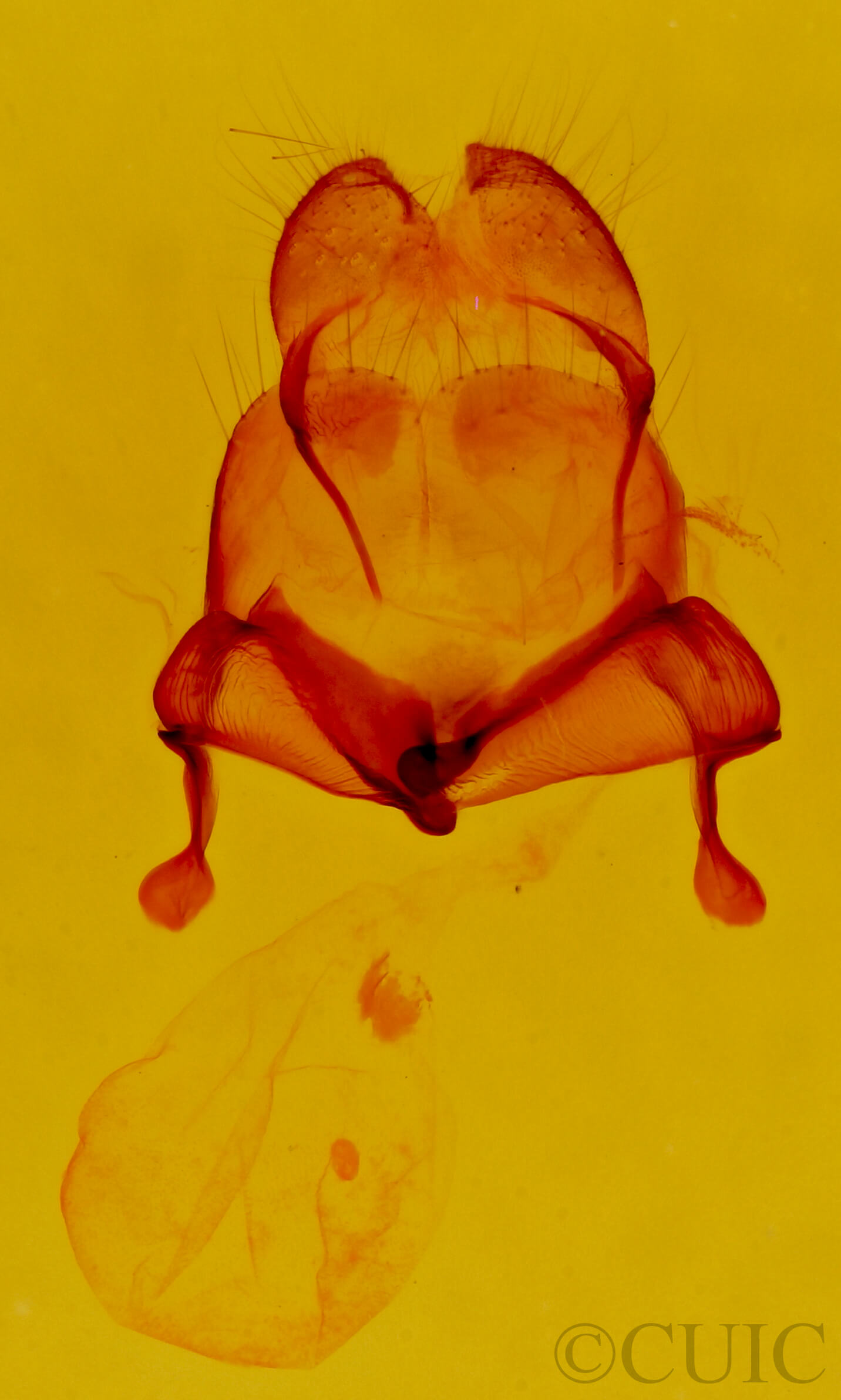 genitalia view of adult Litodonta contrasta