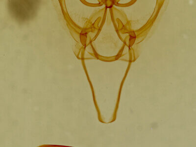 genitalia view of adult Litodonta hydromeli