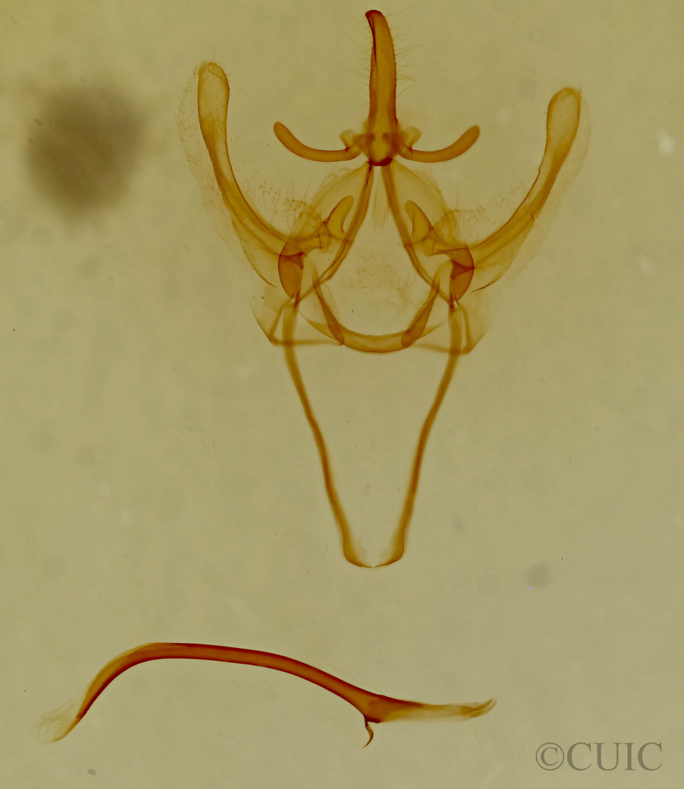genitalia view of adult Litodonta hydromeli