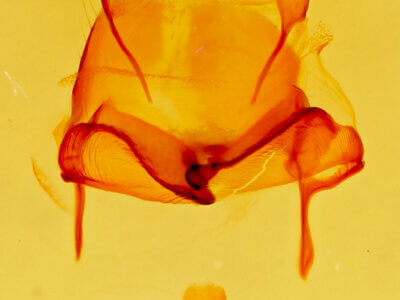 genitalia view of adult Litodonta hydromeli