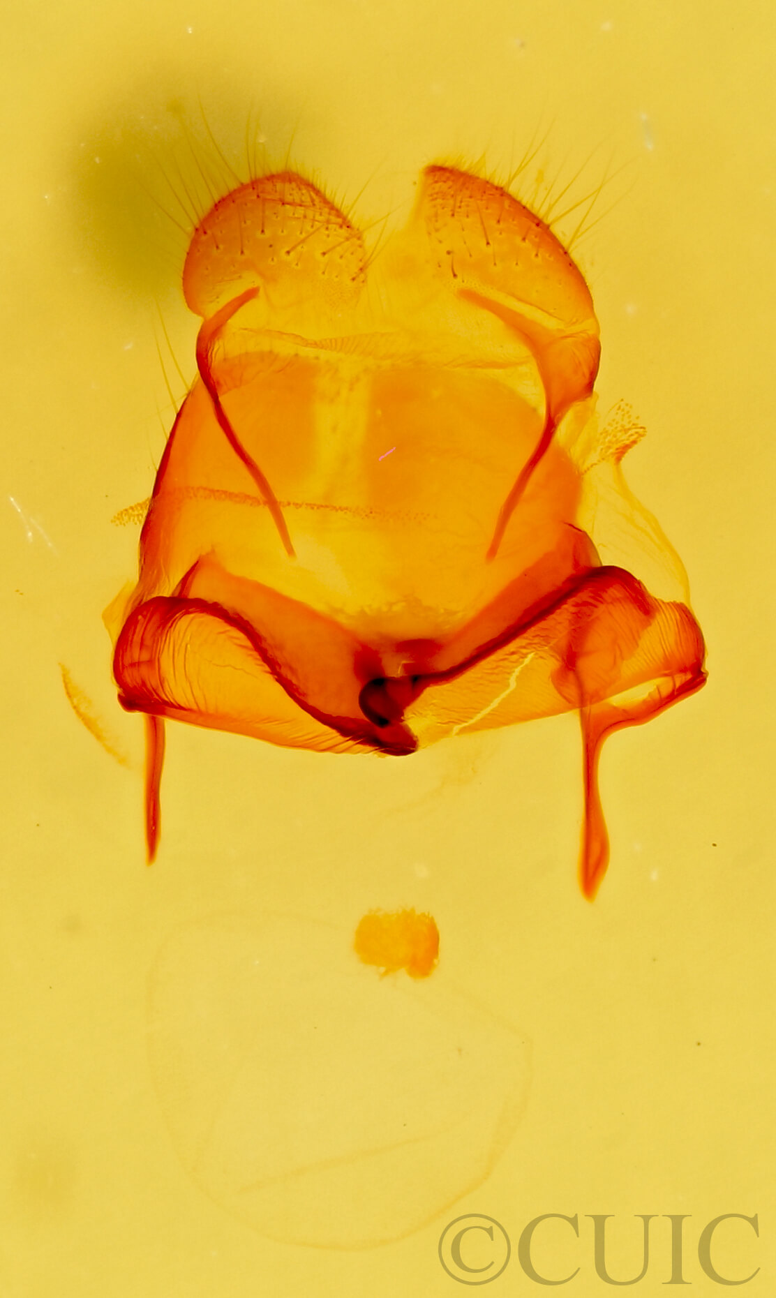 genitalia view of adult Litodonta hydromeli