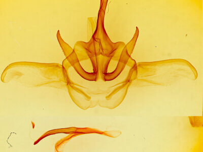 genitalia view of adult Heterocampa varia