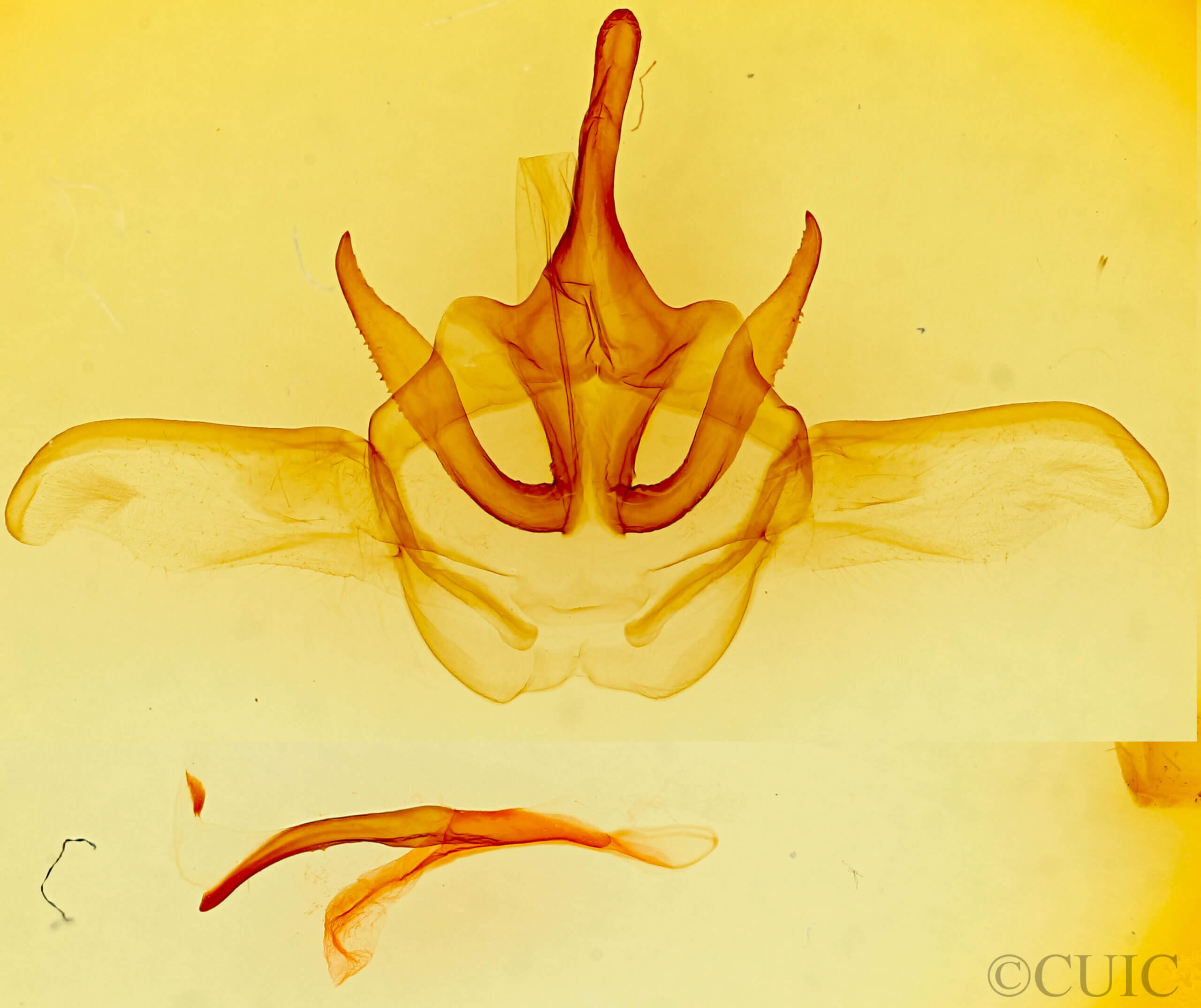 genitalia view of adult Heterocampa varia