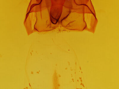 genitalia view of adult Heterocampa varia