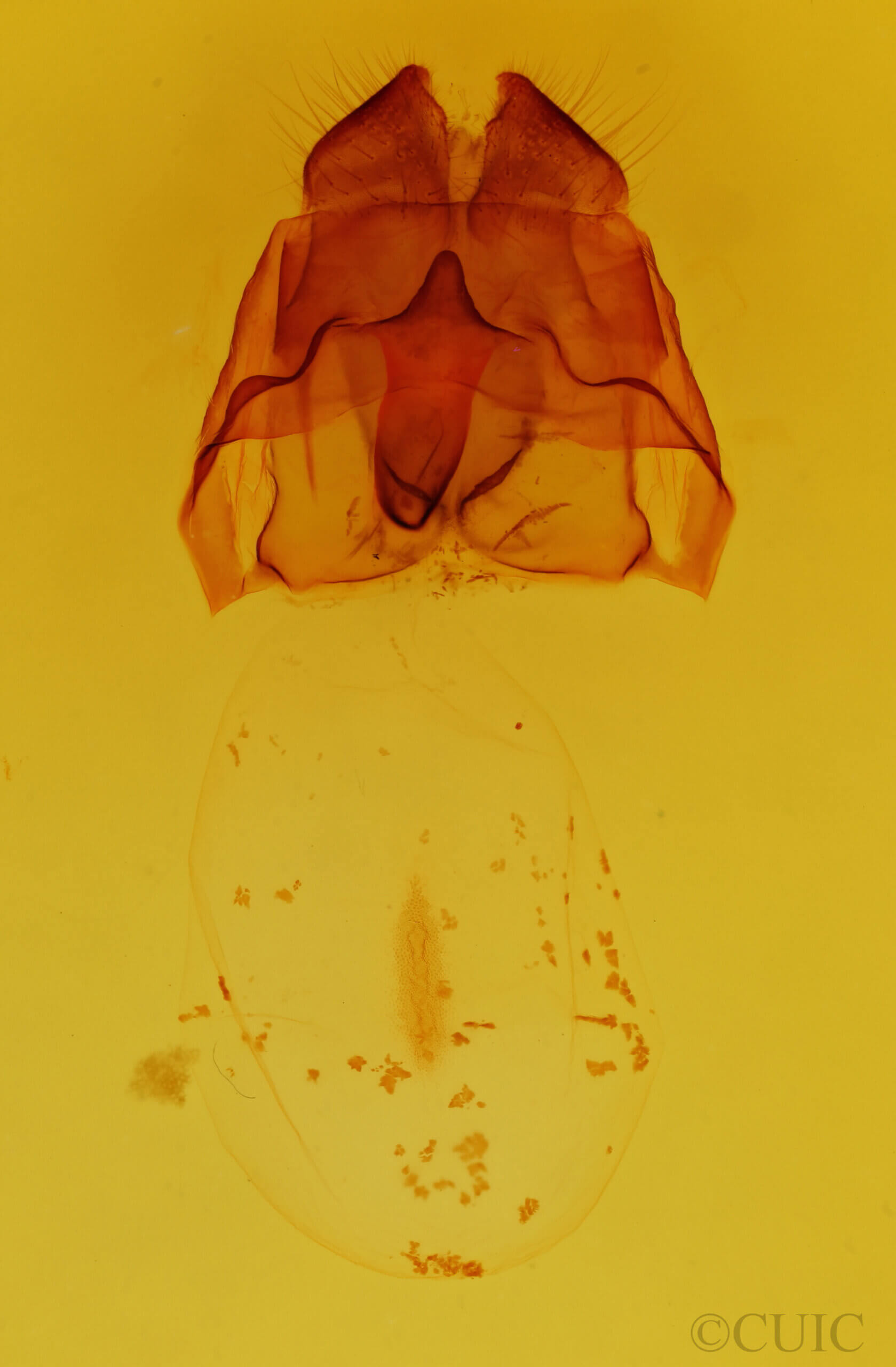 genitalia view of adult Heterocampa varia