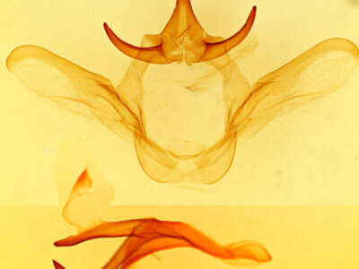 genitalia view of adult Heterocampa obliqua