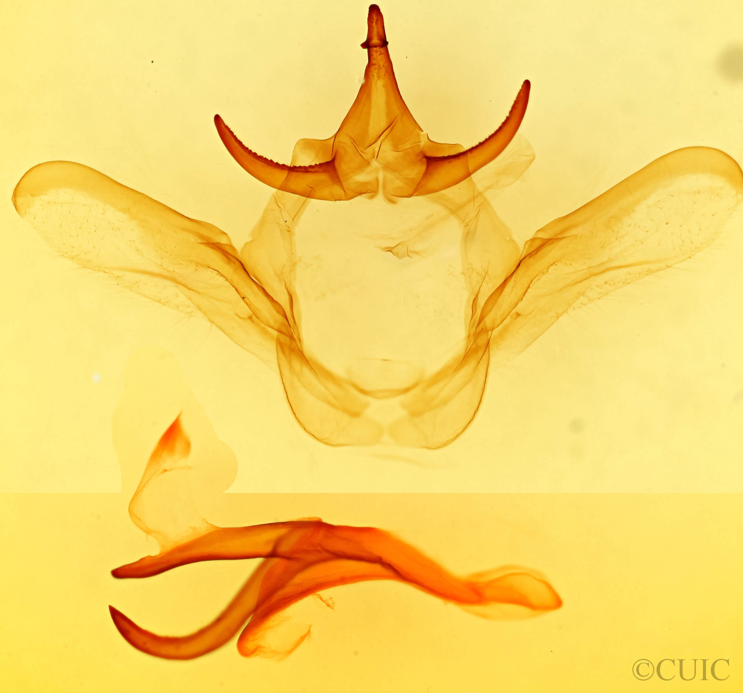 genitalia view of adult Heterocampa obliqua