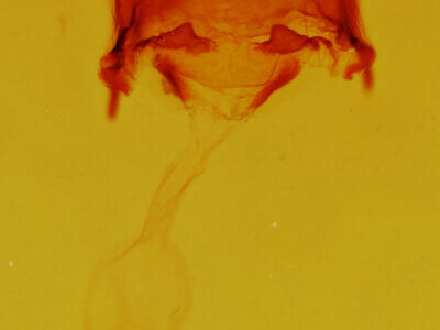 genitalia view of adult Astiptodonta wymola