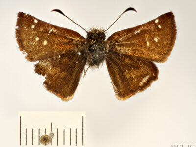 dorsal view of adult Butleria quadripuncta