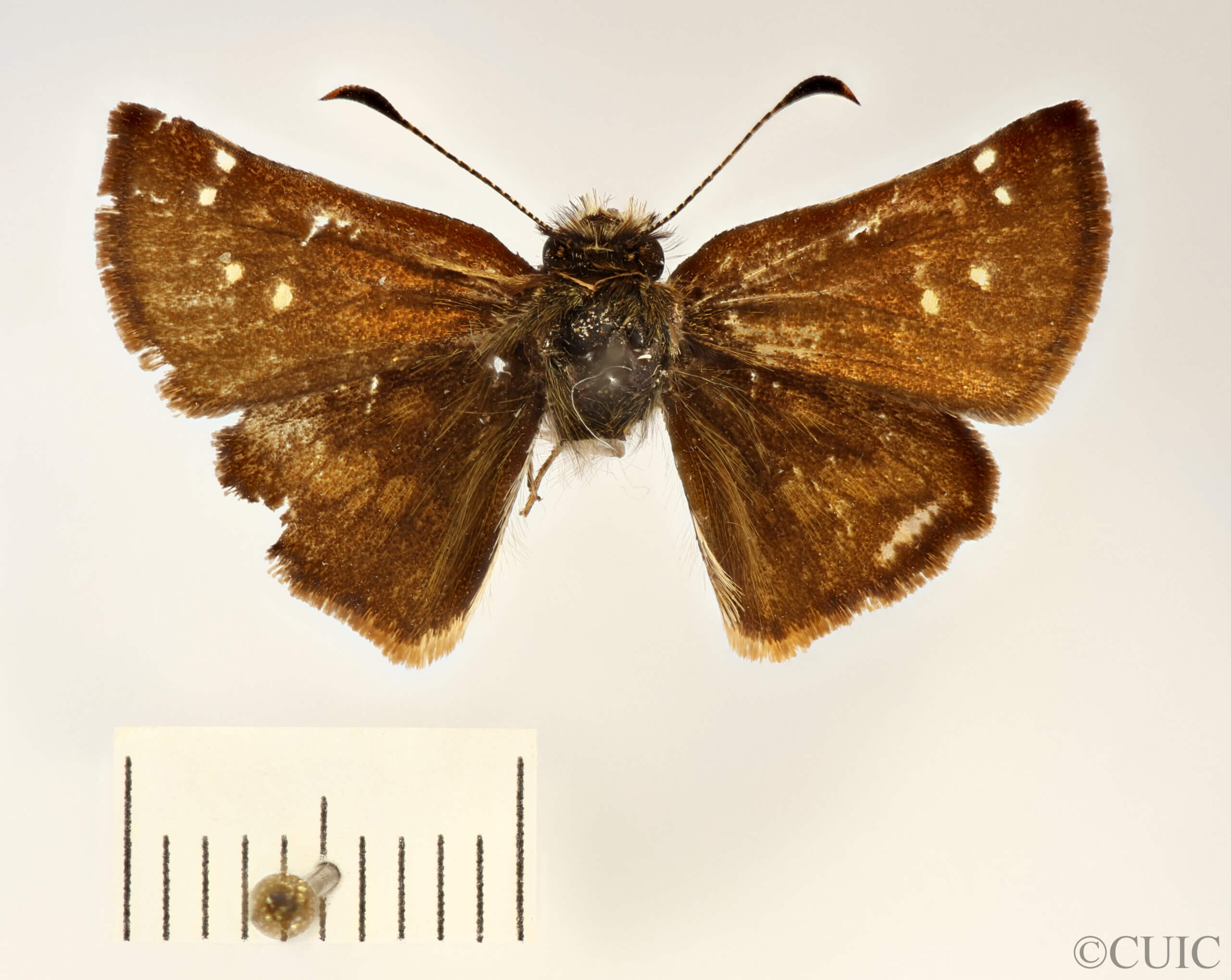 dorsal view of adult Butleria quadripuncta