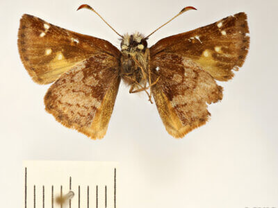 ventral view of adult Butleria quadripuncta