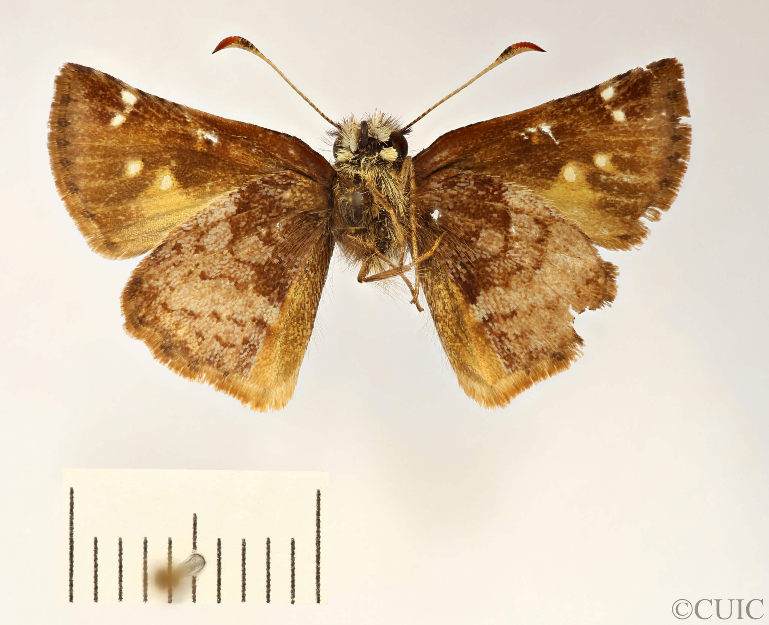 ventral view of adult Butleria quadripuncta