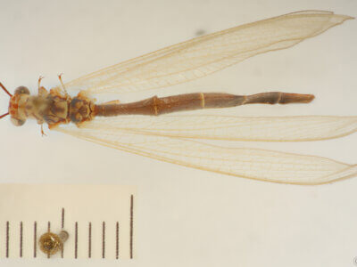 dorsal view of adult Myrmeleon hyalinus