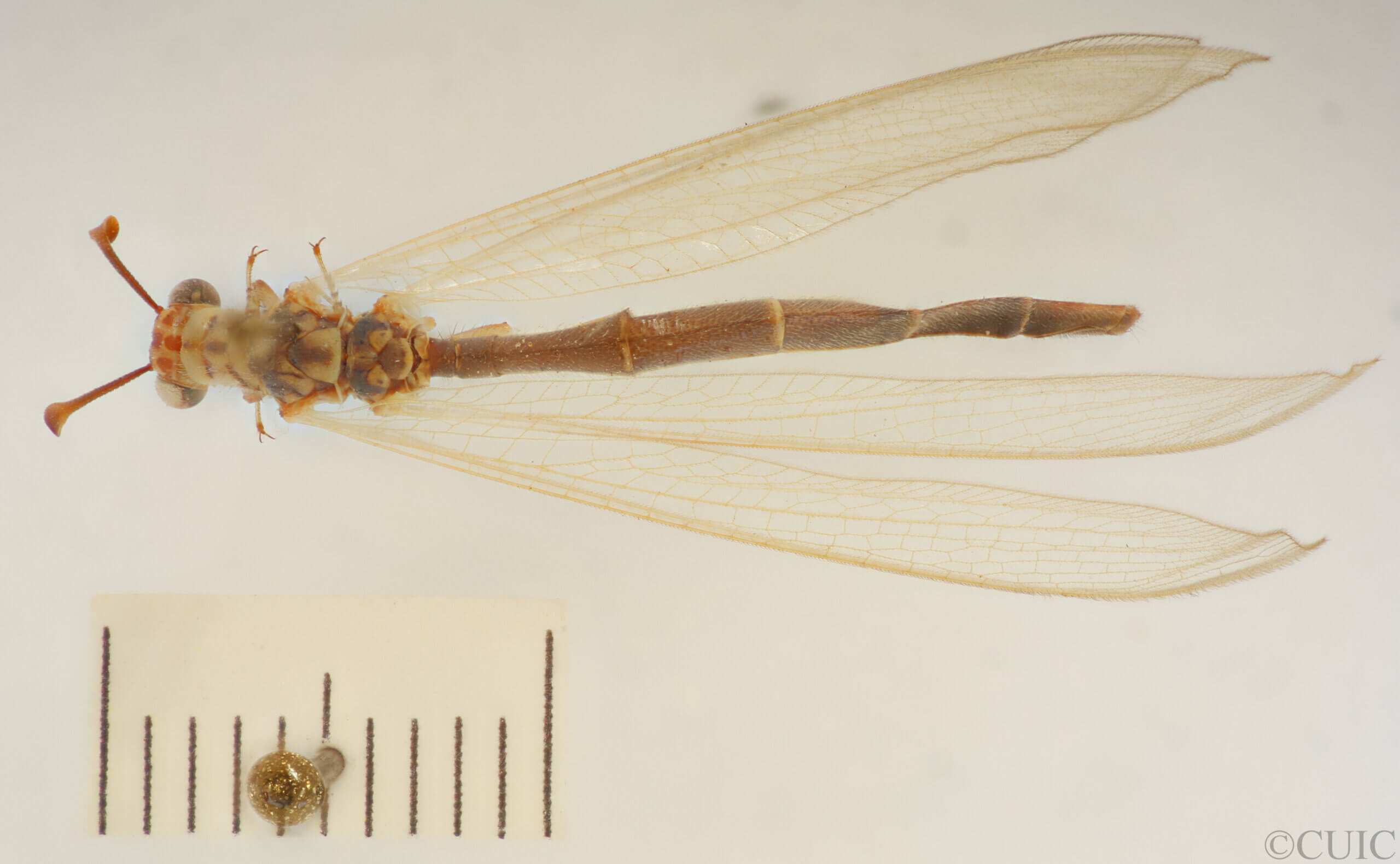 dorsal view of adult Myrmeleon hyalinus