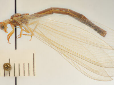 lateral view of adult Myrmeleon hyalinus