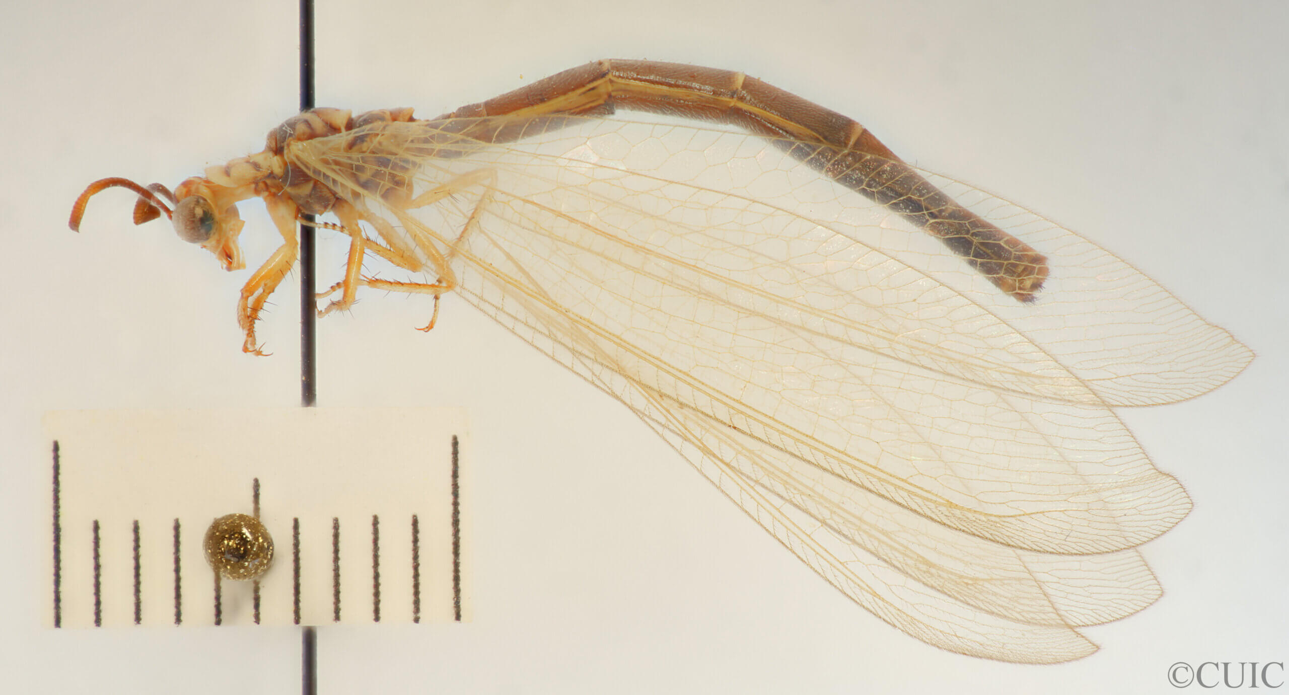 lateral view of adult Myrmeleon hyalinus