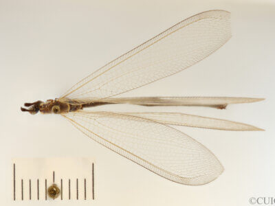 dorsal view of adult Myrmeleon tenuipennis