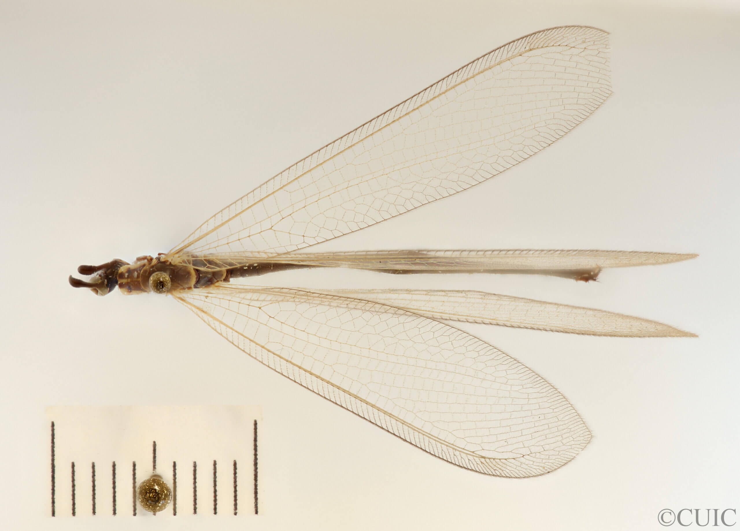 dorsal view of adult Myrmeleon tenuipennis
