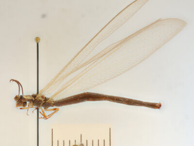 lateral view of adult Myrmeleon tenuipennis