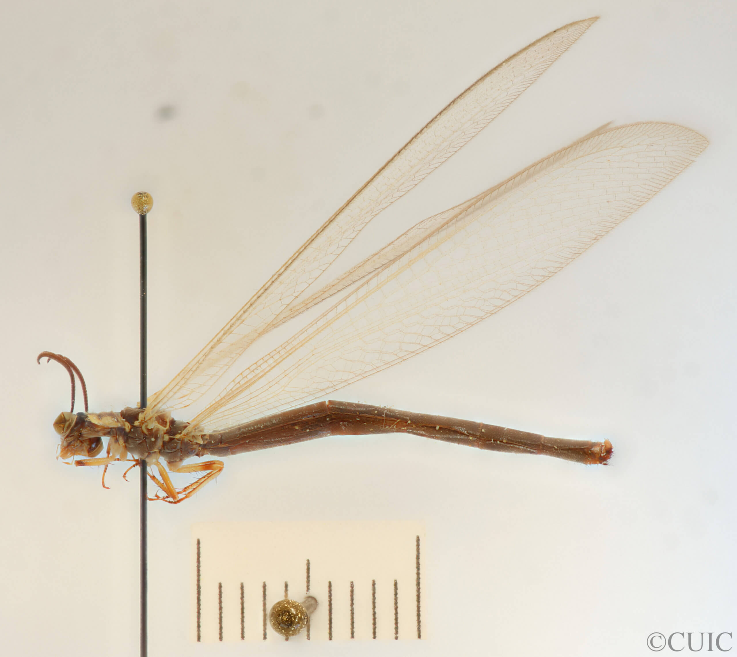 lateral view of adult Myrmeleon tenuipennis