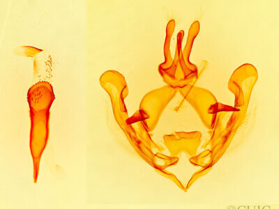 genitalia view of adult Sericochroa felderi