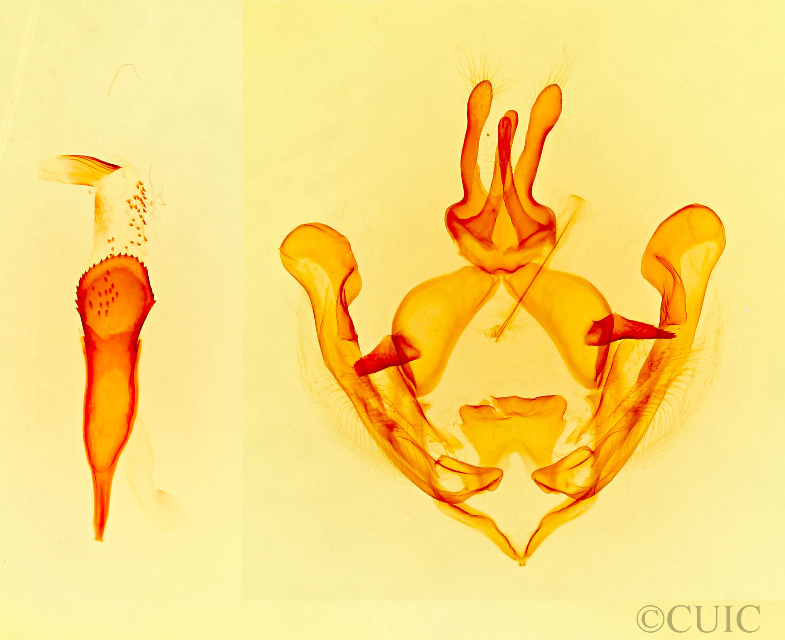genitalia view of adult Sericochroa felderi