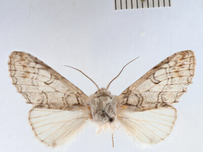 dorsal view of adult Sericochroa felderi