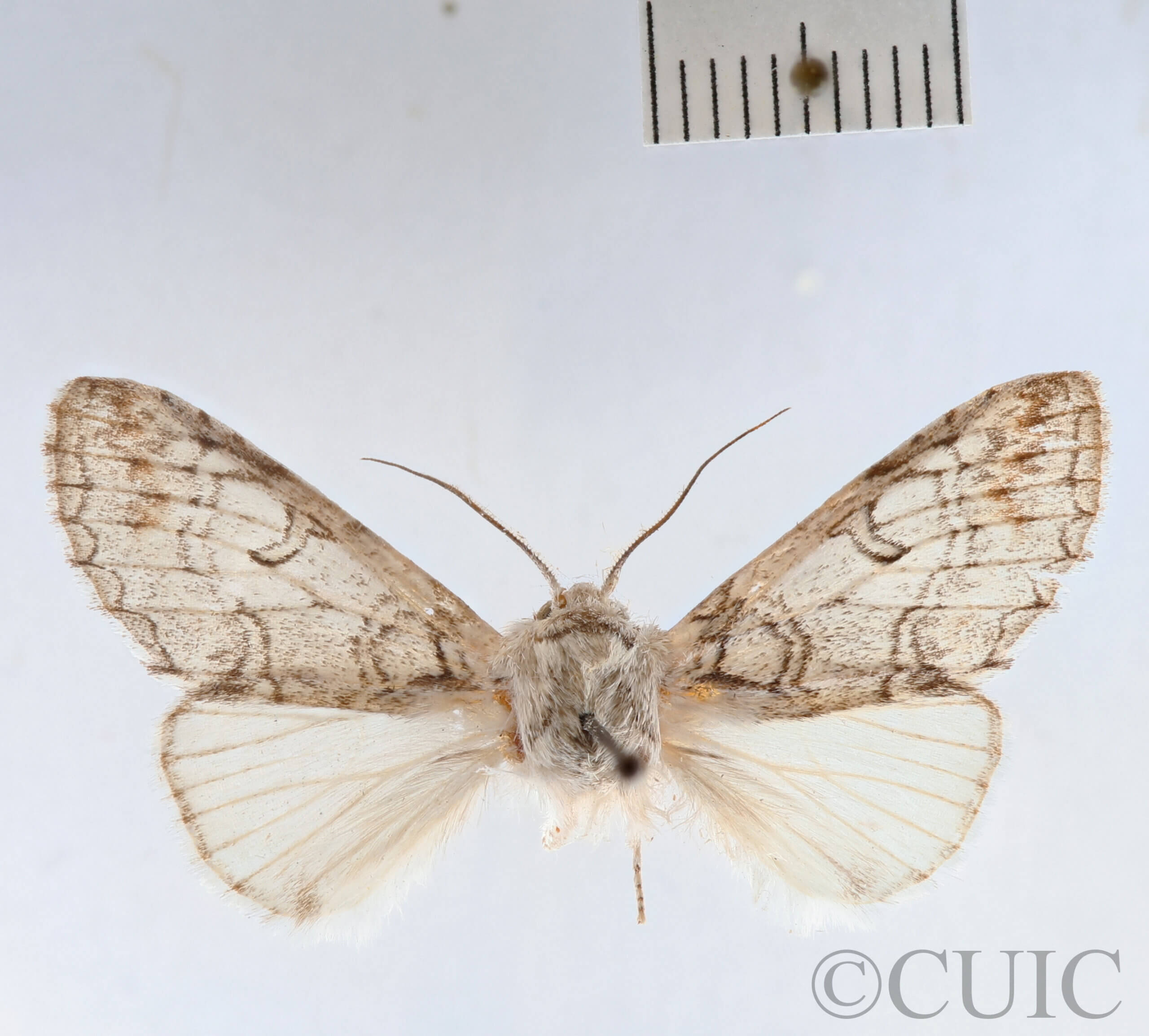 dorsal view of adult Sericochroa felderi