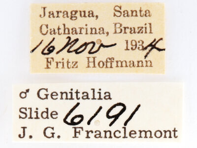 label view of adult Sericochroa felderi