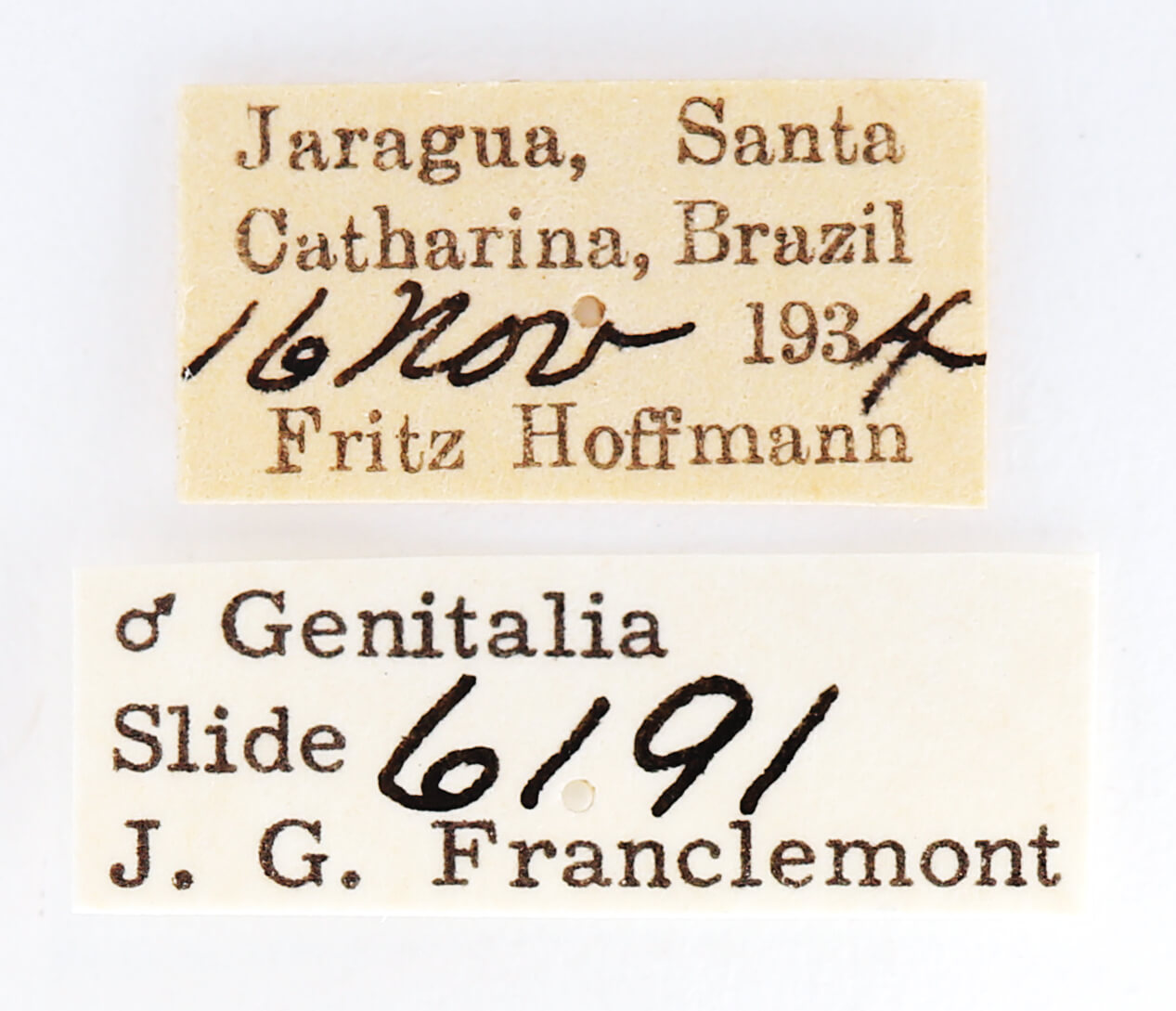 label view of adult Sericochroa felderi