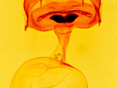 genitalia view of adult Sericochroa felderi