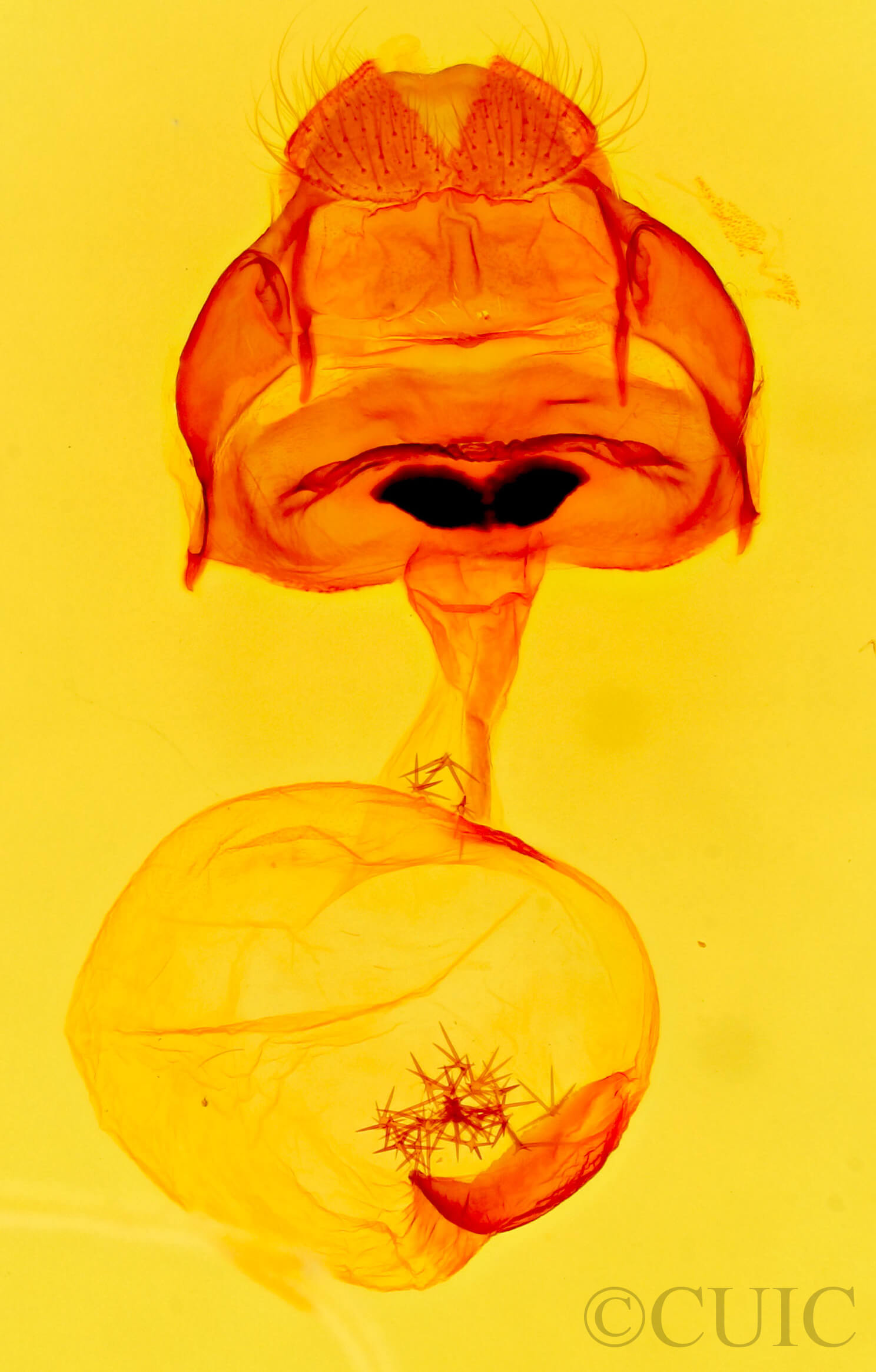 genitalia view of adult Sericochroa felderi