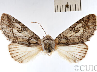 dorsal view of adult Sericochroa felderi