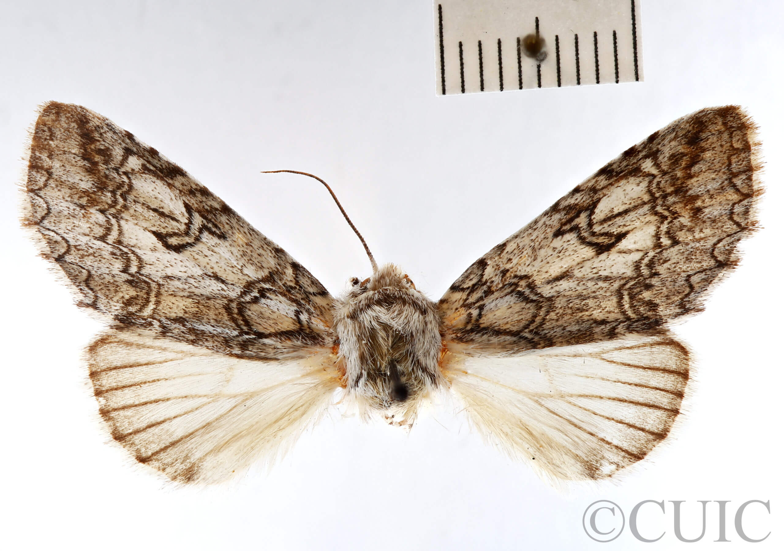 dorsal view of adult Sericochroa felderi