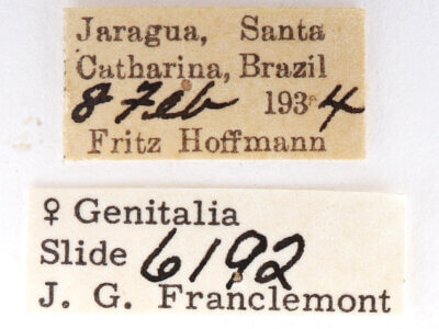 label view of adult Sericochroa felderi