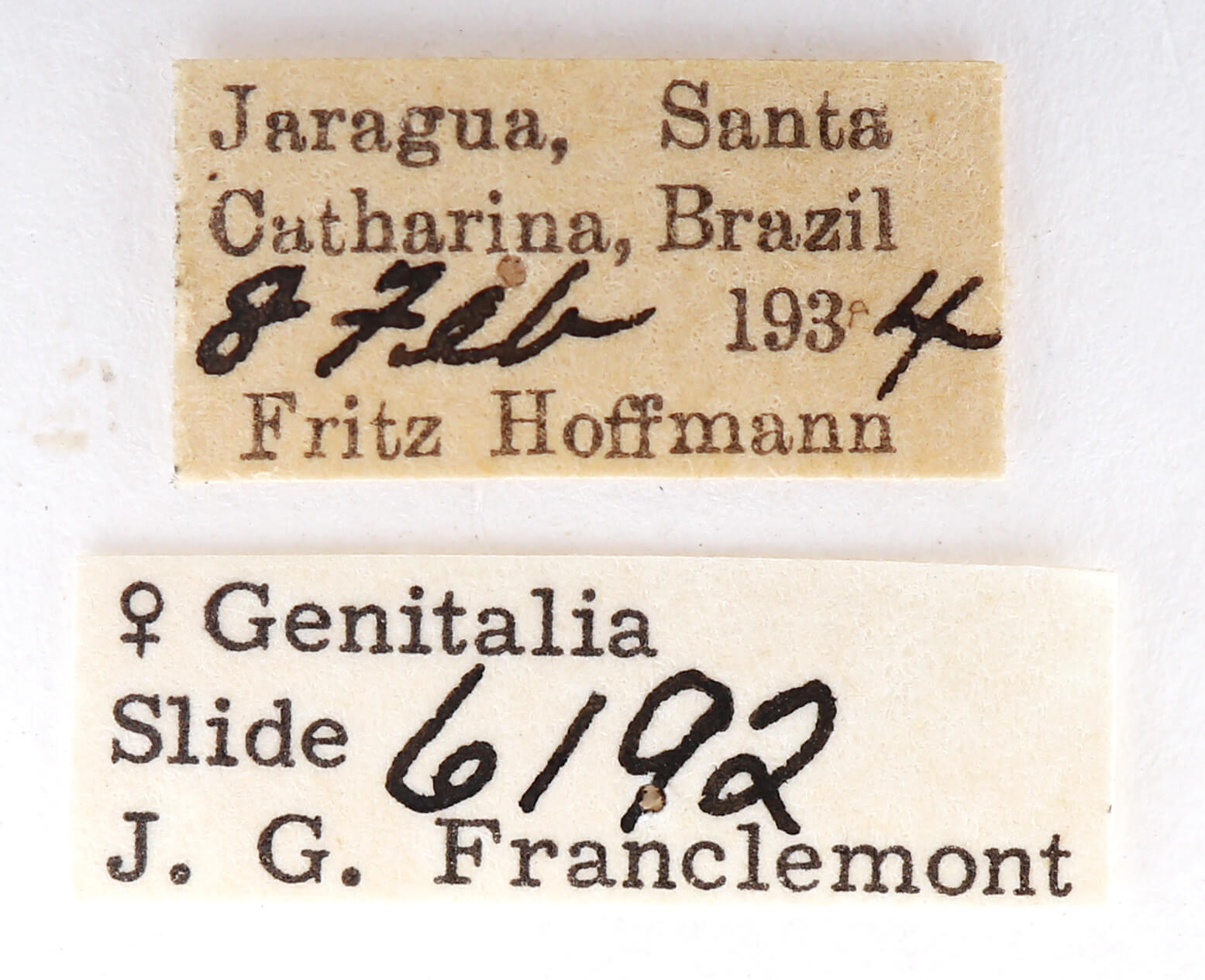 label view of adult Sericochroa felderi