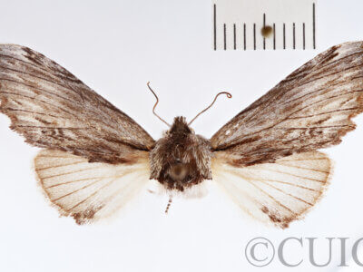 dorsal view of adult Ianassa cerriben