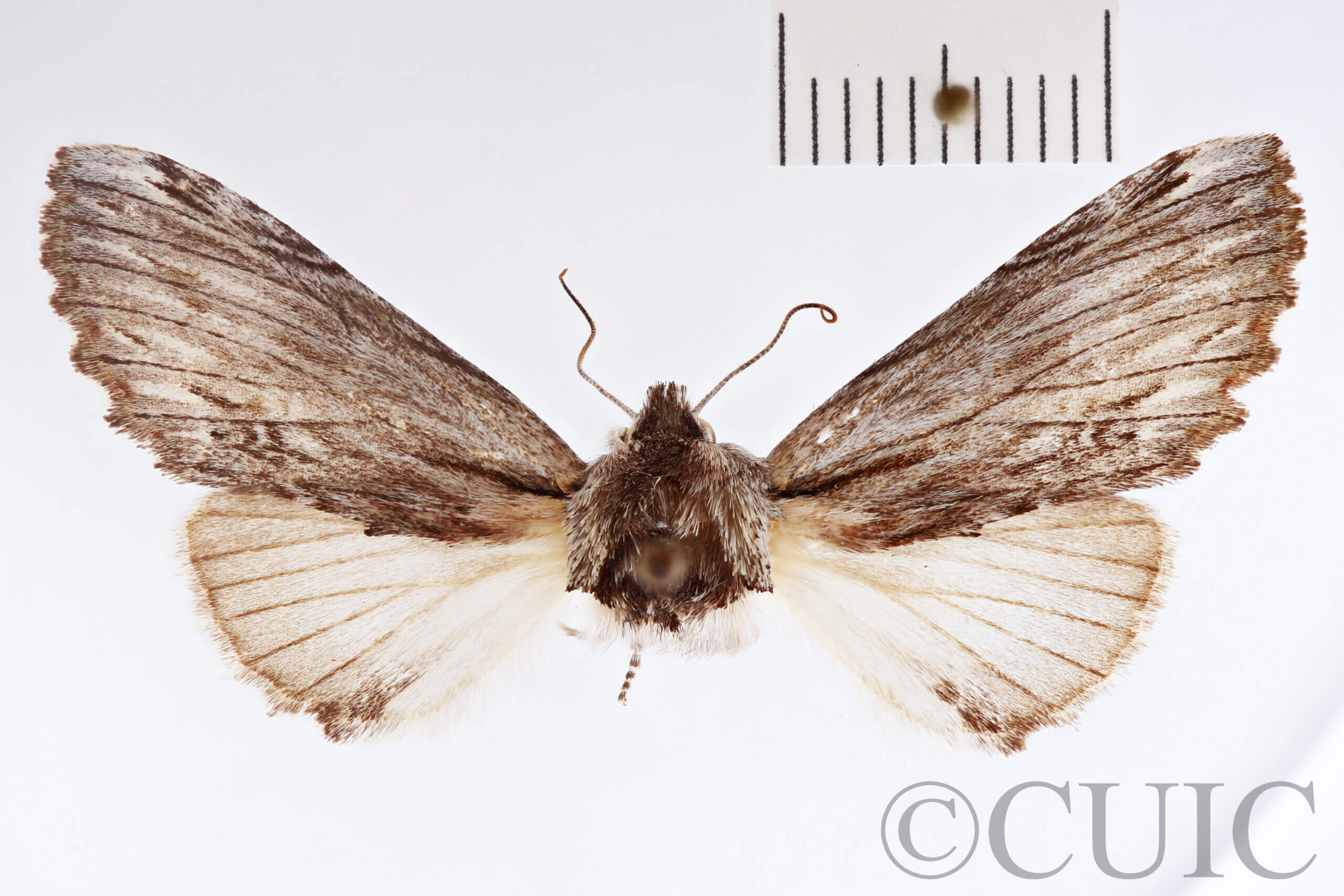 dorsal view of adult Ianassa cerriben