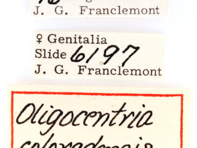 label view of adult Ianassa cerriben