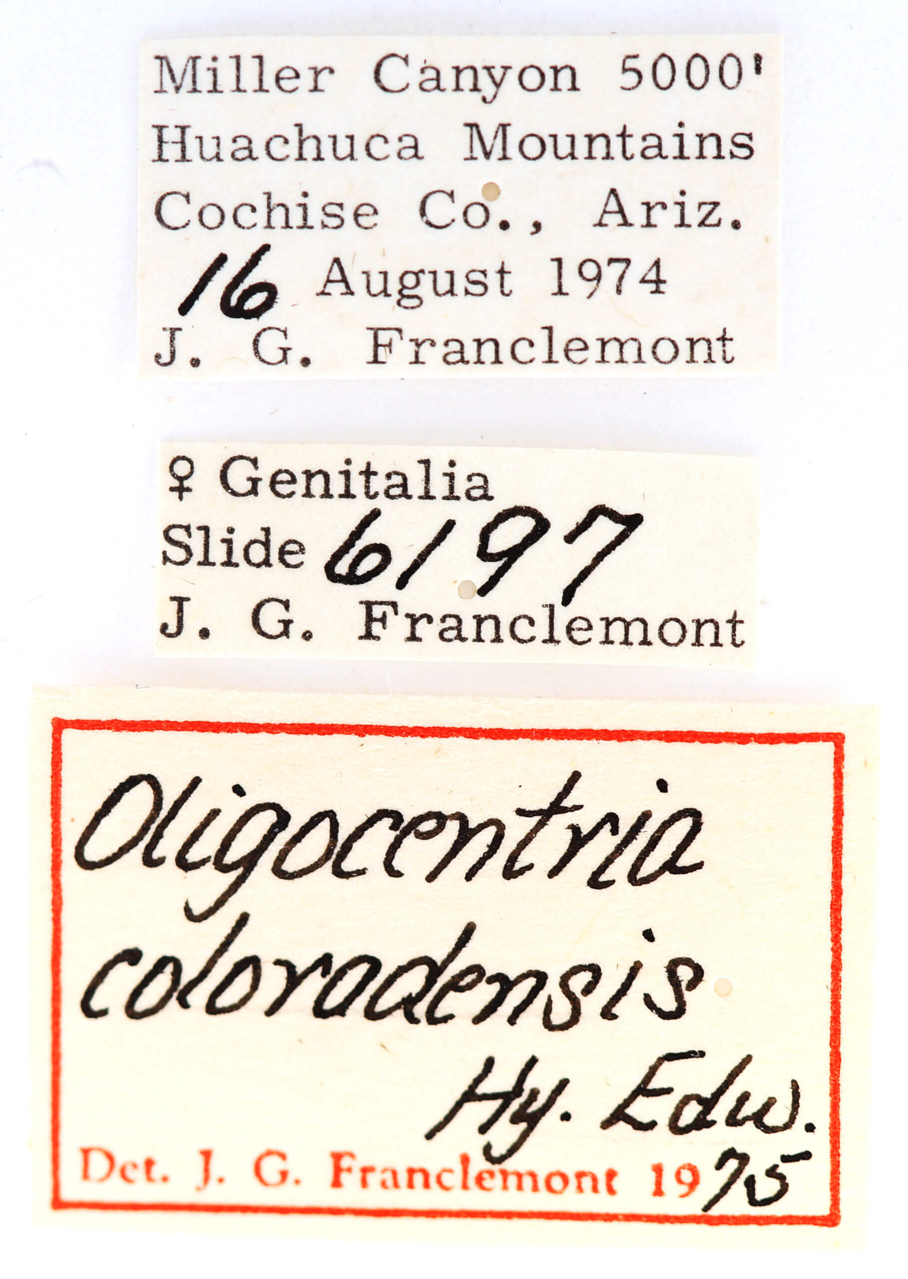 label view of adult Ianassa cerriben