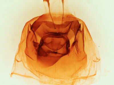 genitalia view of adult Nerica bidentata