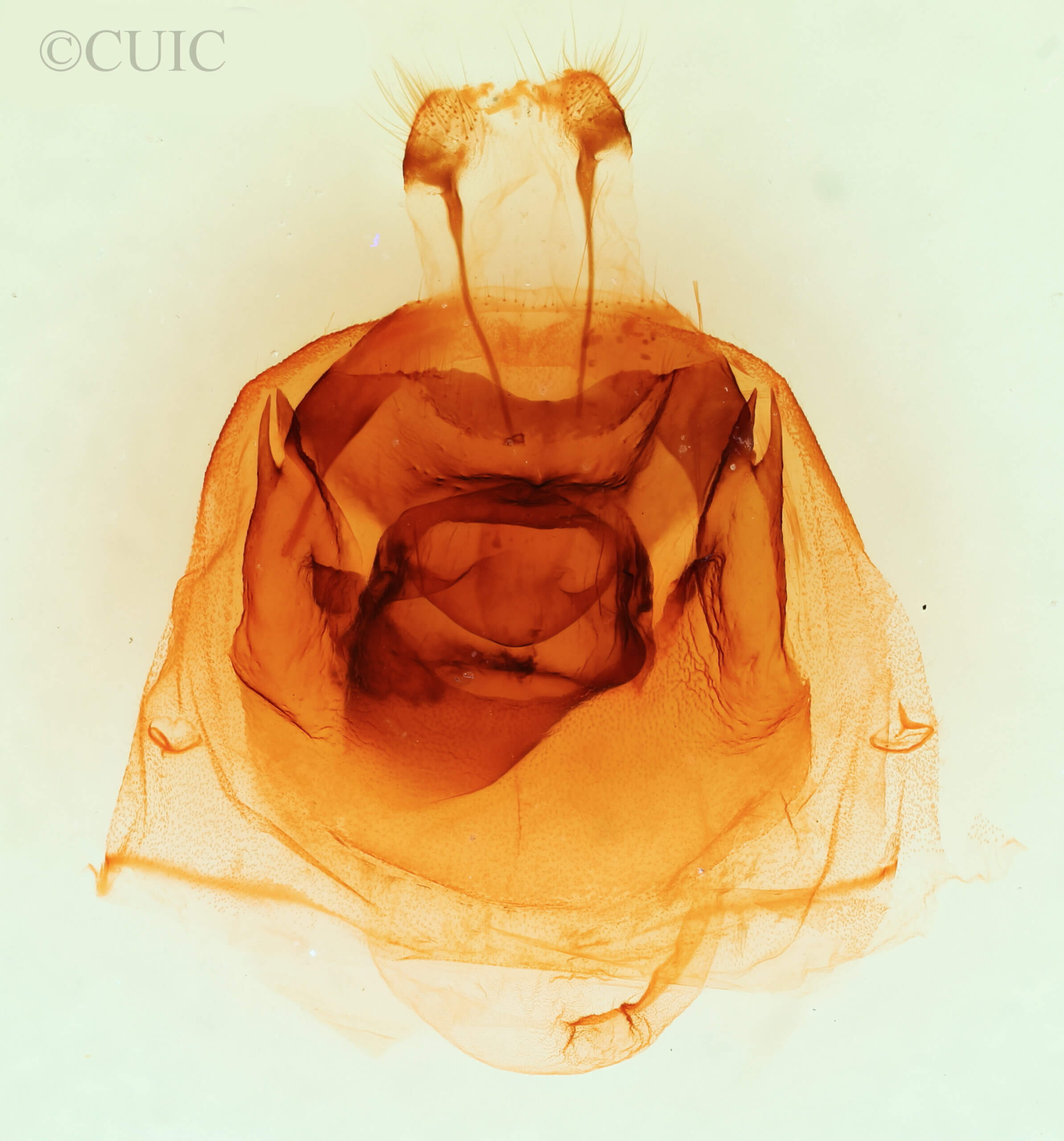 genitalia view of adult Nerica bidentata