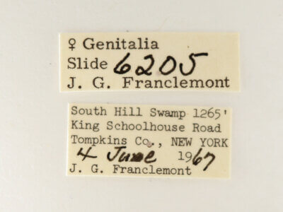 label view of adult Nerica bidentata