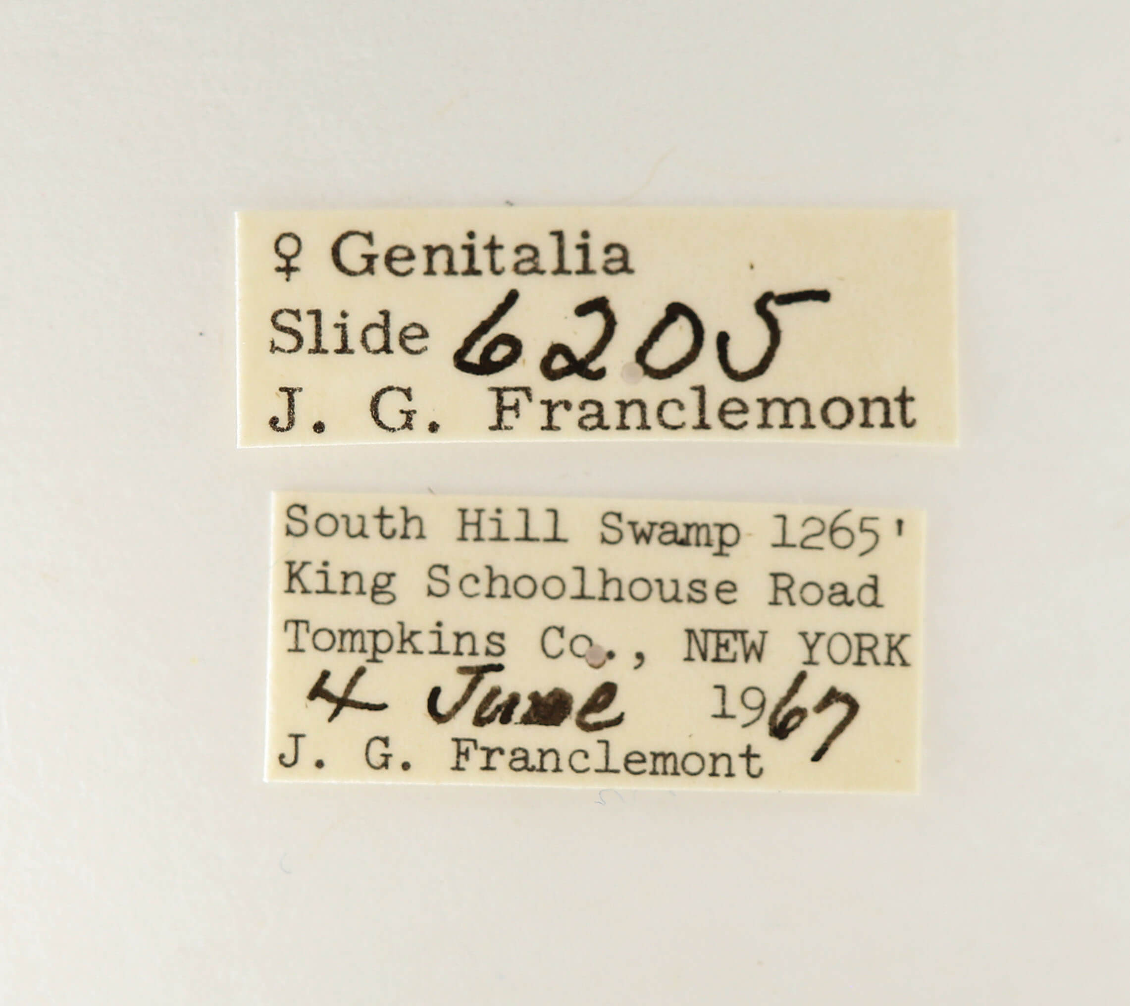 label view of adult Nerica bidentata