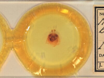 slide view of adult Nerica bidentata