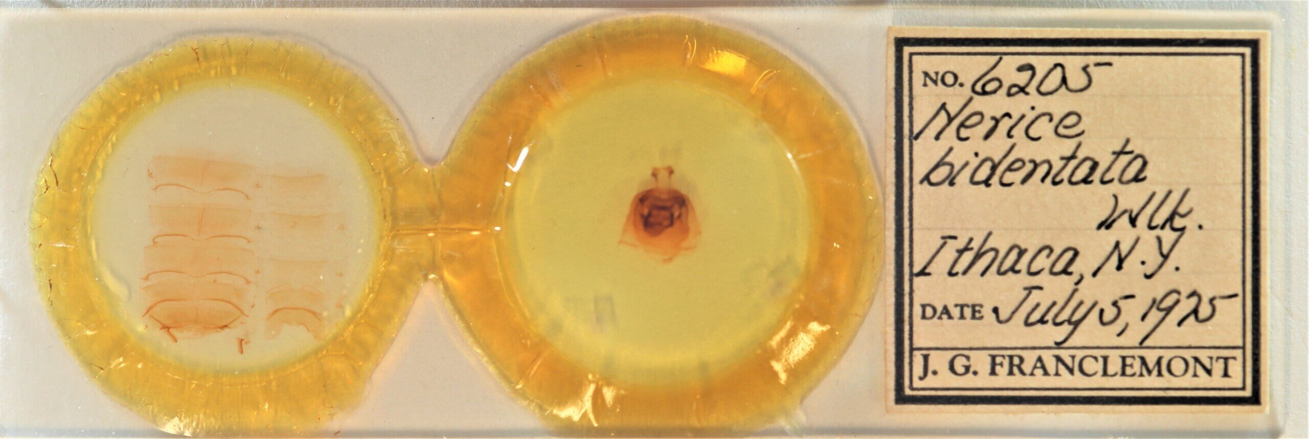 slide view of adult Nerica bidentata