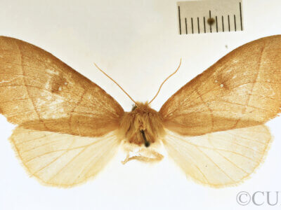 dorsal view of adult Nadata gibbosa