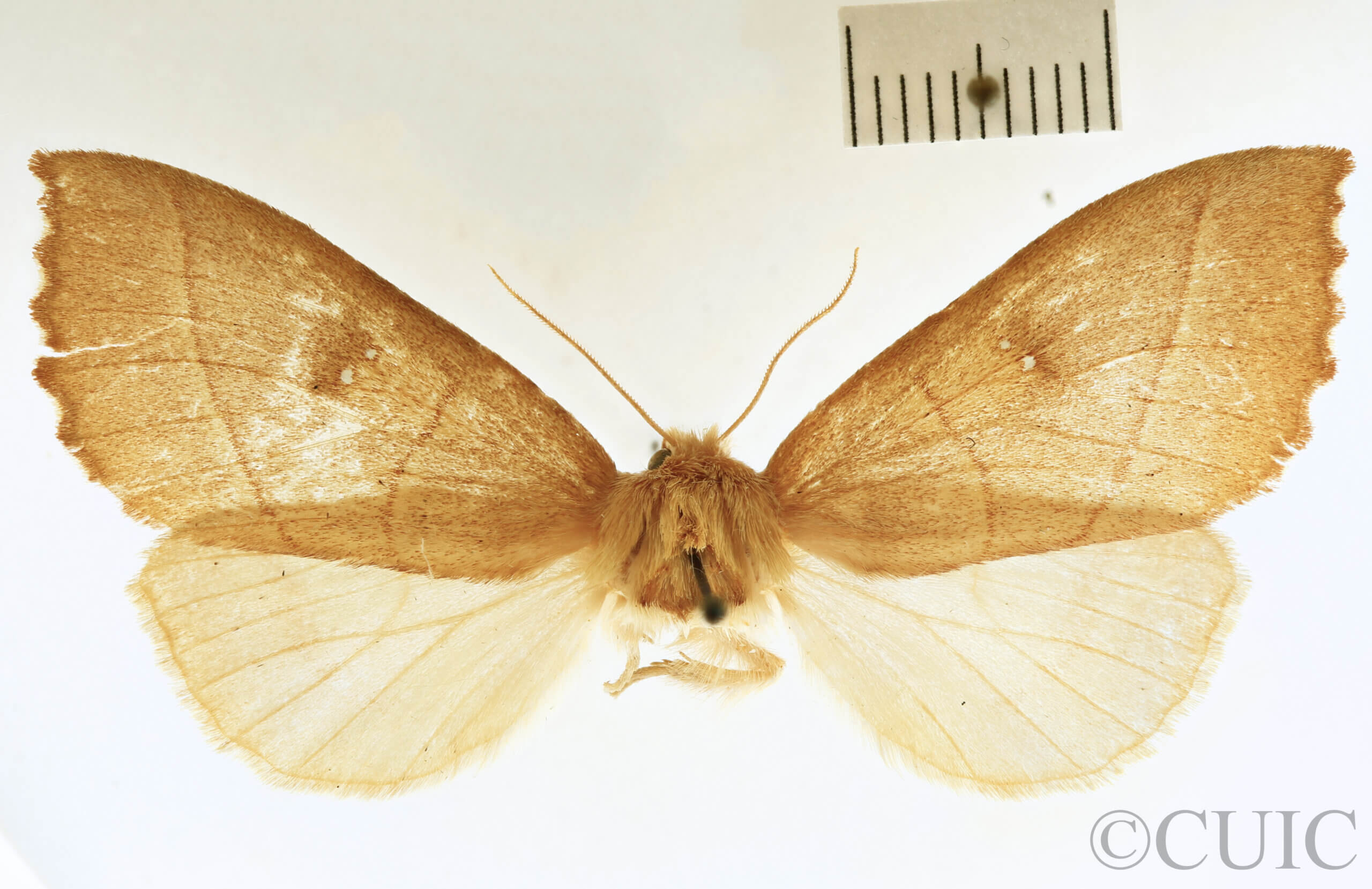 dorsal view of adult Nadata gibbosa
