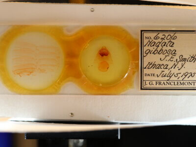 slide view of adult Nadata gibbosa